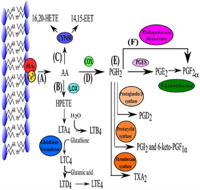 Prostaglandin E2 As a Modulator of Viral Infections